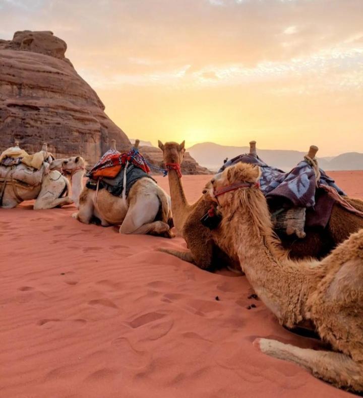 Wadi Rum Nature Εξωτερικό φωτογραφία