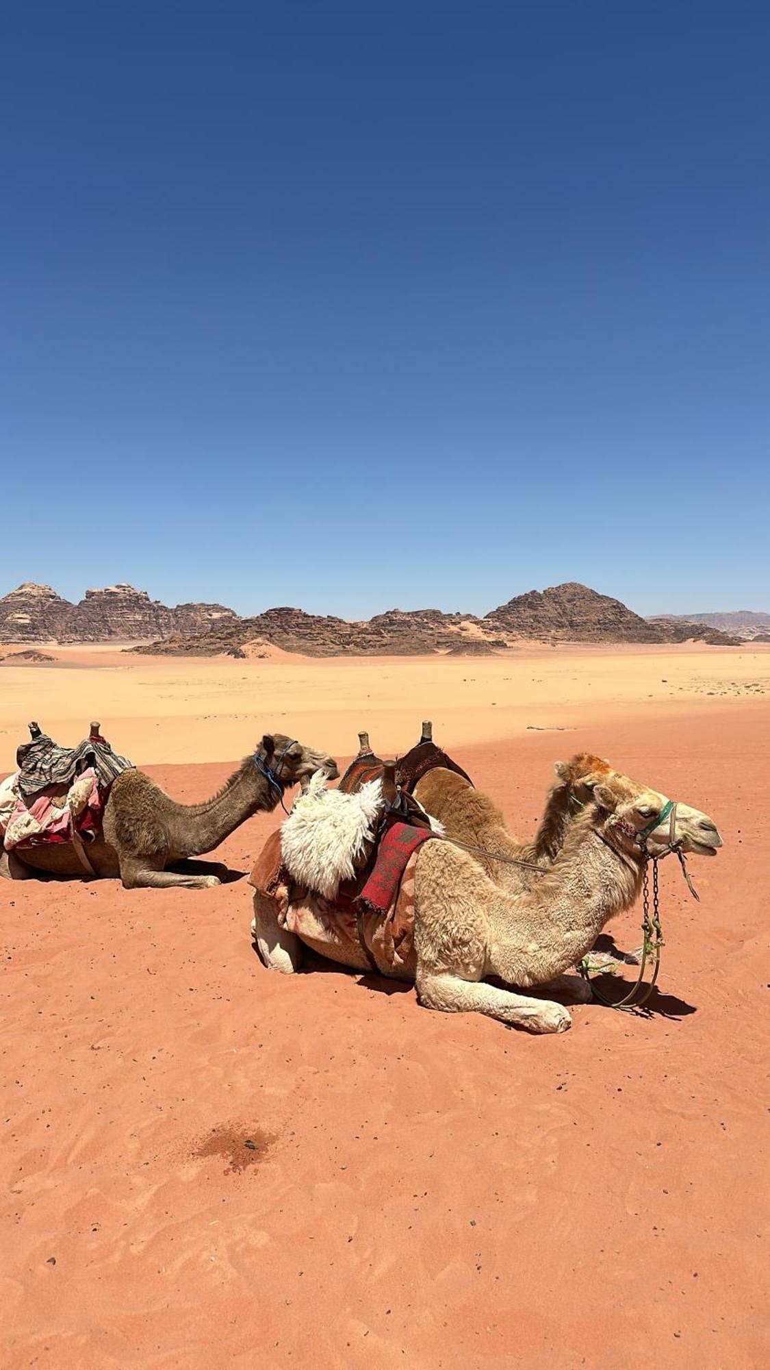 Wadi Rum Nature Εξωτερικό φωτογραφία