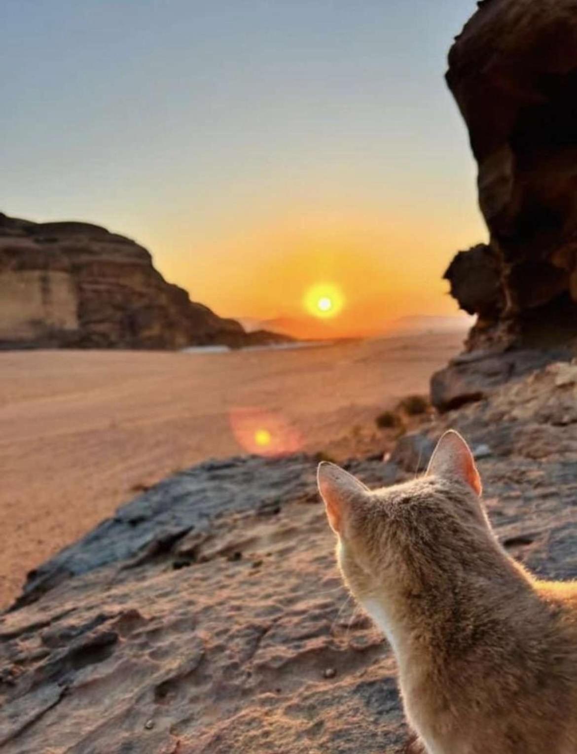 Wadi Rum Nature Εξωτερικό φωτογραφία